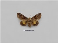 藏品(夜蛾605)的圖片